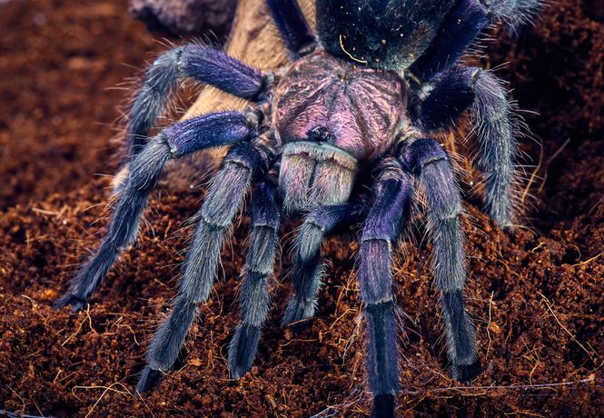 Hovedbilde Phormictopus sp. Dominican Purple voksen hunn